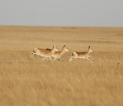 Wanderung der Gazelle mittels GPS-Sender
