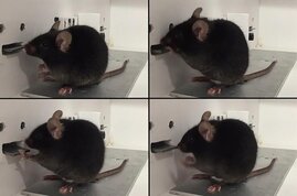 neuron Maus Motivation