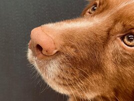 Hunde können Long-Covid-Patienten erkennen  