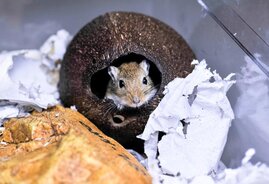 Mongolische Wüstenrennmaus im Heimtierkäfig. Die Tiere zeichnen sich dadurch aus, dass sie ein dem Menschen ähnlichen Hörbereich haben.