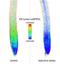 Zwei Wurzelspitzen der Ackerschmalwand Mitochondrien
