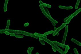 Elektronenmikroskopische Aufnahme von Segatella copri 