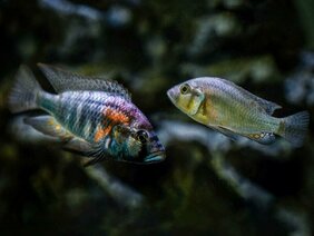 Dominantes (links) und untergeordnetes (rechts) Männchen des Buntbarsches Astatotilapia burtoni (Burtons Maulbrüter).