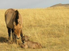 Eine Przewalski-Stute und ihr Fohlen.  