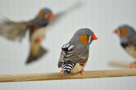 Zebrafinken singen in unterschiedlichen Dialekten