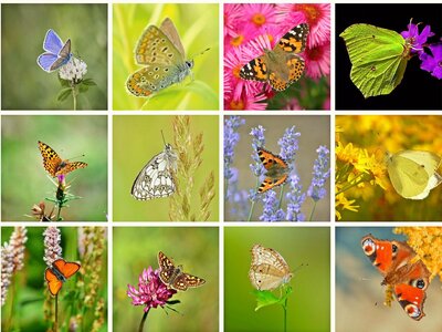 Collage Schmetterlinge