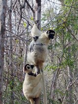 Ein Sifaka-Männchen und ein Weibchen mit Jungtier im Kirindy-Wald.  