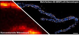 Zwei Proteine in der inneren Mitochondrienmembran sind angefärbt: Eine Untereinheit des MICOS-Komplexes leuchtet in orange, eine Untereinheit der ATP-Synthase leuchtet blau.