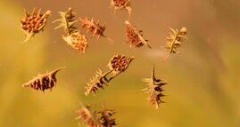 Biologische Vielfalt