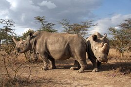 Nashorn Keimzelle