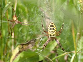 Ein Weibchen der Wespenspinne „Argiope bruennichi“