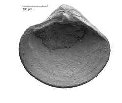 Die neue Muschelart Nicaniella schoberti