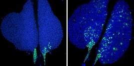 Fehlt in Zellen von Fruchtfliegenlarven ein Teil des NuRD-Komplexes, so wird in weiten Bereichen der Lymphdrüse ein Gen angeschaltet, das zur Zelldifferenzierung beiträgt 