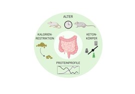 Das Proteom in verschiedenen Abschnitten des Dünndarms reagiert unterschiedlich auf Diät und Altern. So zeigen sich u.a. altersbedingte Anpassungsstörungen bei Nährstoffveränderungen. 