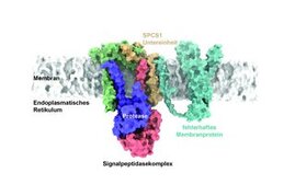 Signalpeptidasekomplex