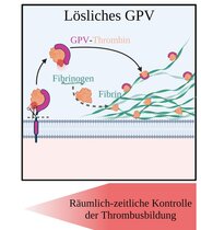Regulationsmechanismus der Blutgerinnung