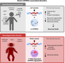 Genmutationen