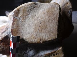 Neandertaler Waldelefanten