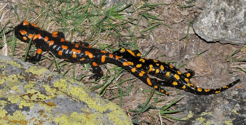 Feuersalamander